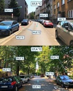 Lees meer over het artikel Speerpunten bomen en groen