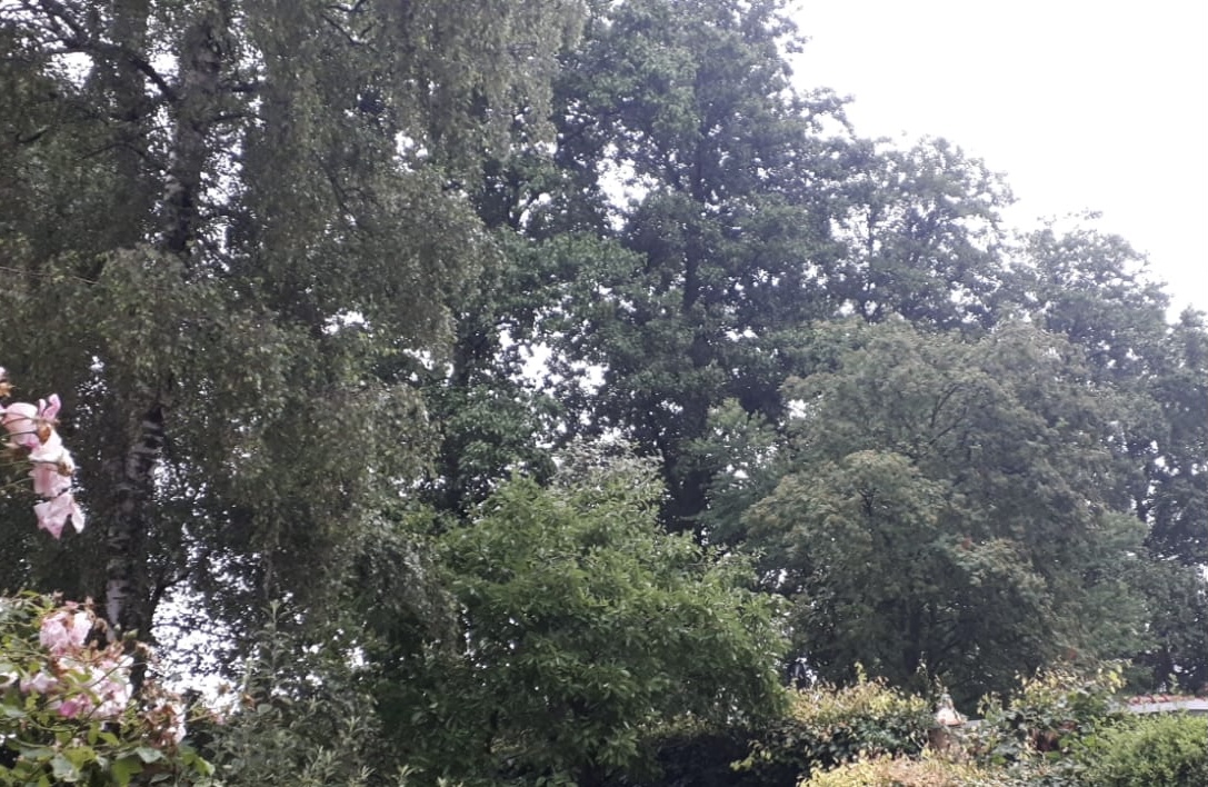 Lees meer over het artikel Bomen blijven toch