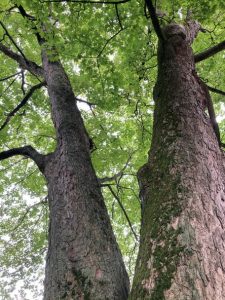 Lees meer over het artikel Bomenexcursie Bemmel terugblik