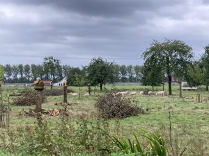 Lees meer over het artikel Hoogstamboomgaarden behouden voor het te laat is