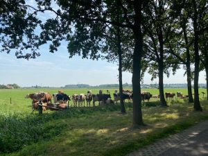 Lees meer over het artikel MeerBomenNu hard nodig voor schaduw en verkoeling