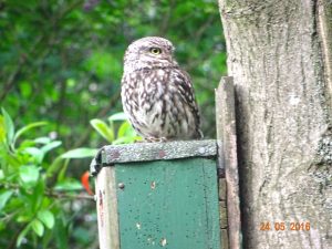 Lees meer over het artikel Informatieavond 10 december: Over het leven en behoud van de uilen in Lingewaard