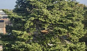 Lees meer over het artikel Nestmanden voor ransuilen geplaatst in Bemmel