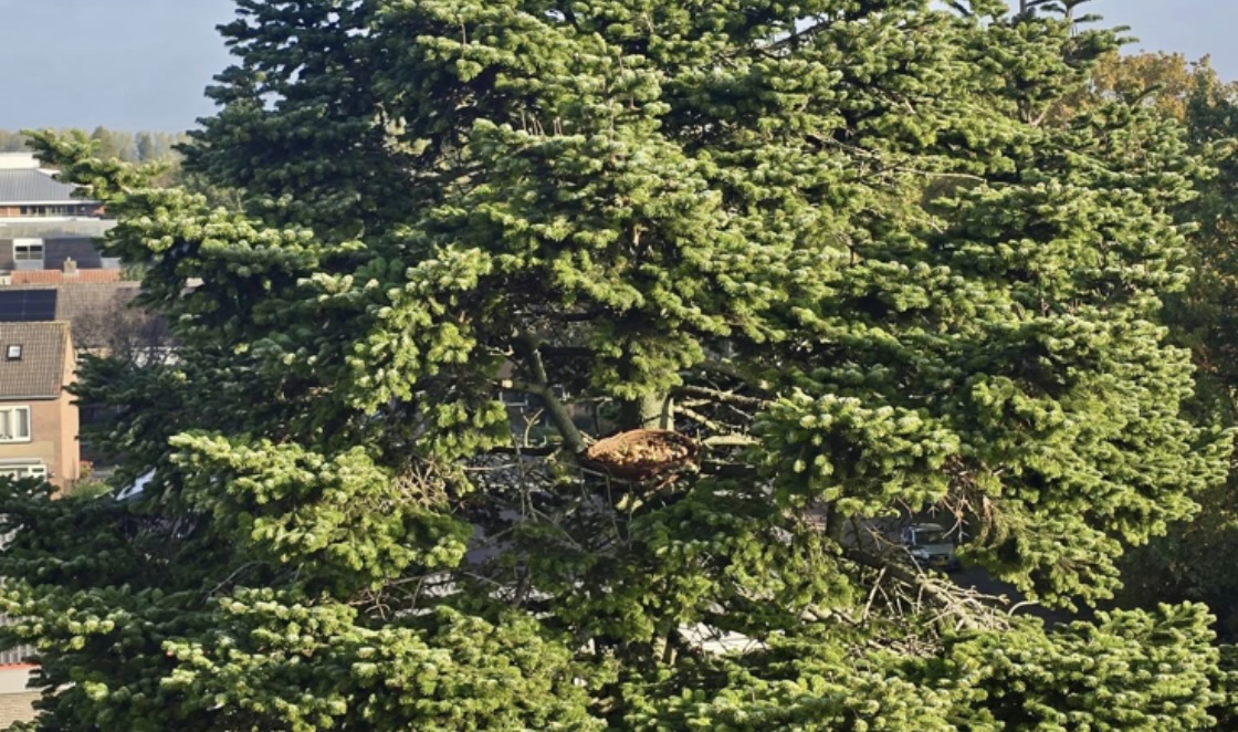 Lees meer over het artikel Nestmanden voor ransuilen geplaatst in Bemmel