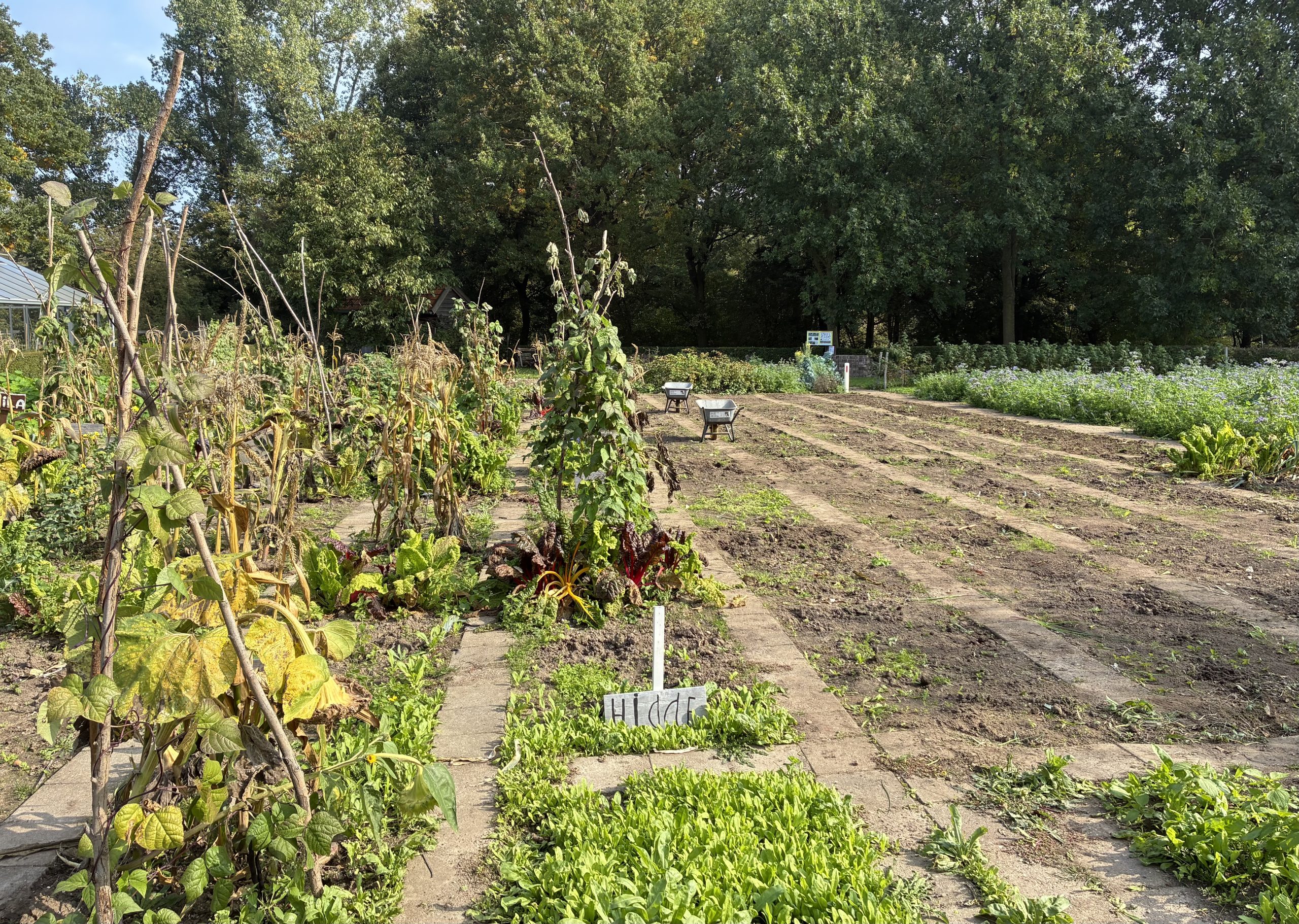 Lees meer over het artikel Schooltuintjes Bemmel maken plaats voor Bomenhub