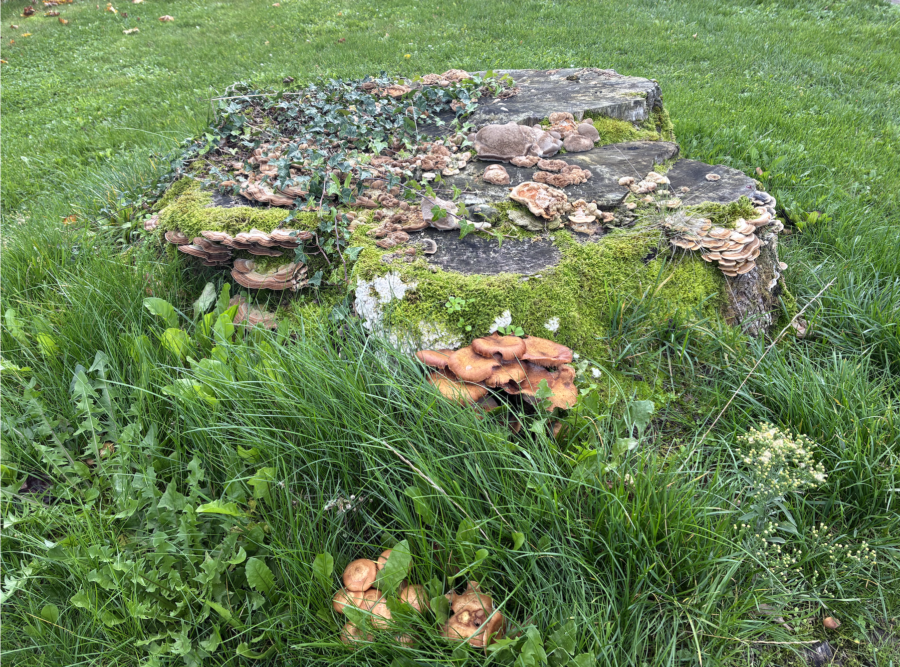 Je bekijkt nu Planning werkzaamheden bomen Lingewaard