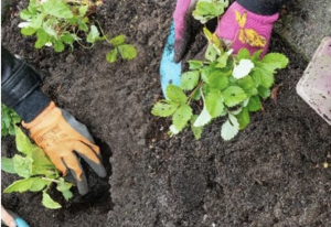 Lees meer over het artikel 28 maart: Tuinvergroeningsdag Steenbreek in EcoPark Gendt