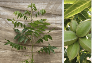 Lees meer over het artikel Feestelijk lustrum vieren met planten pecan-notenboom