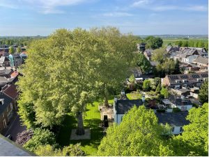 Lees meer over het artikel Bomenwandeling door Huissen Stad